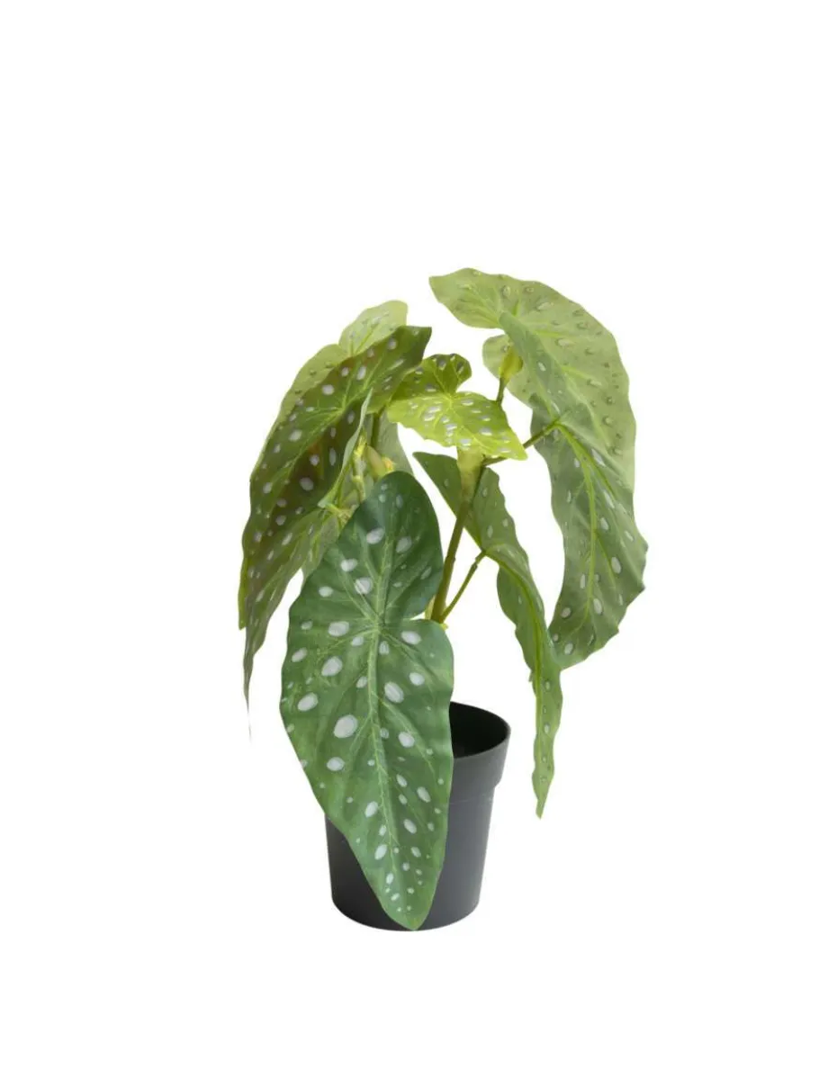 Begonia maculata i potte