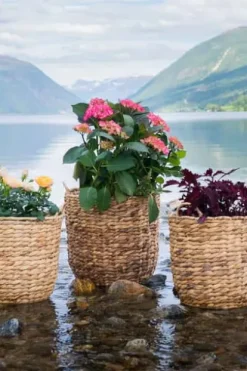 Blomsterkurv