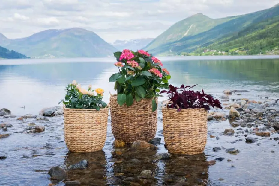 Blomsterkurv