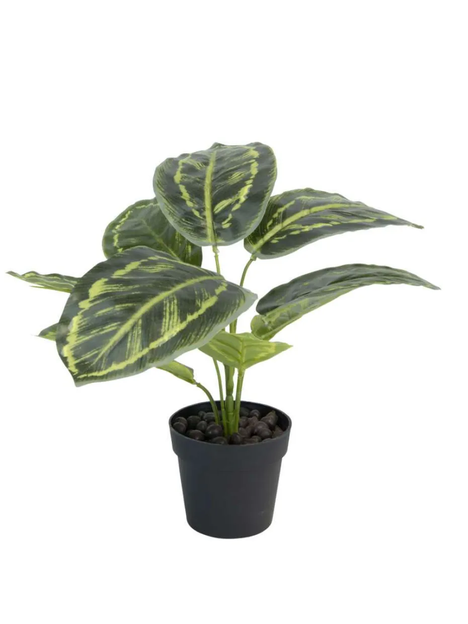 Calathea plante