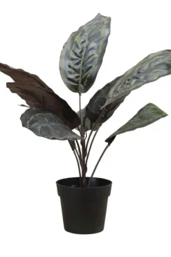 Calathea plante