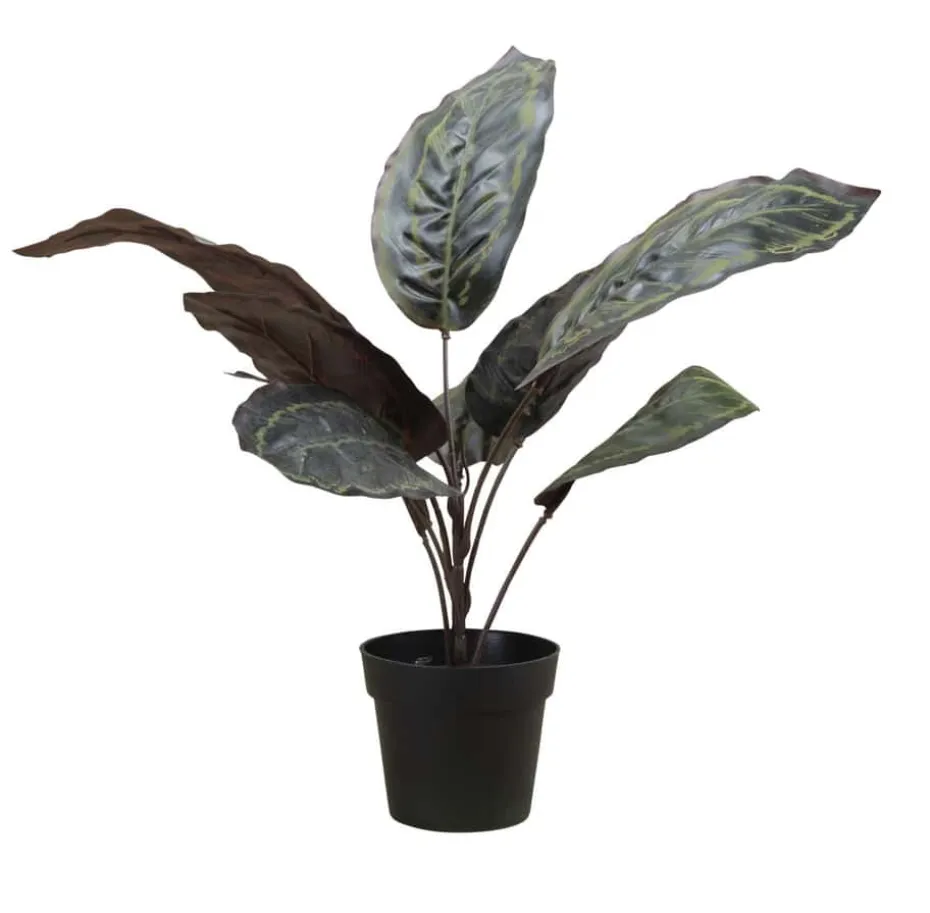 Calathea plante