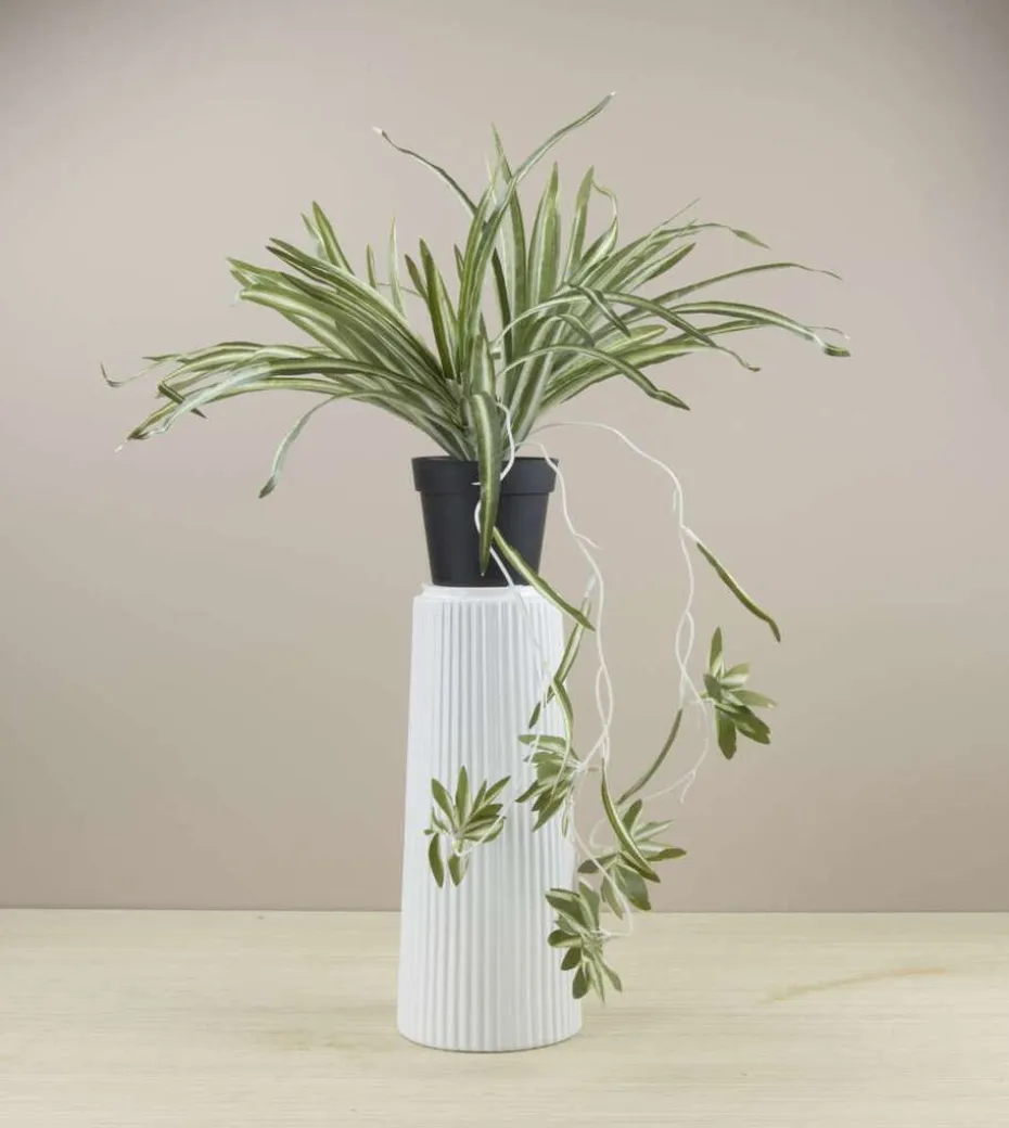 Chlorophytum plante