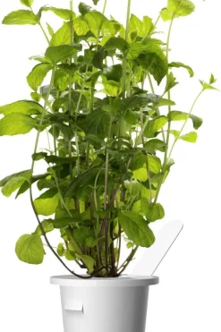 Click&Grow Smart Garden refill peppermynte 3-pk