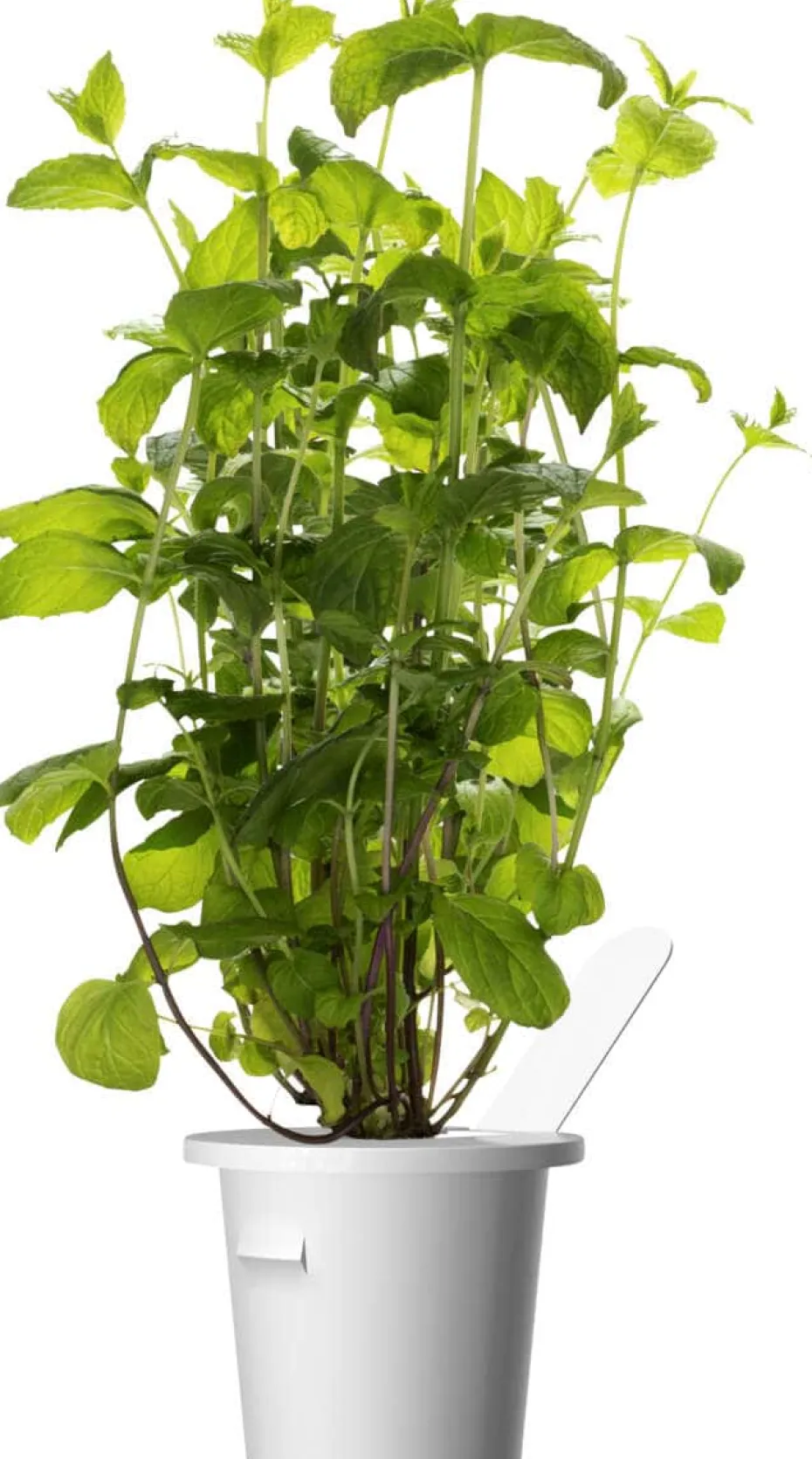 Click&Grow Smart Garden refill peppermynte 3-pk