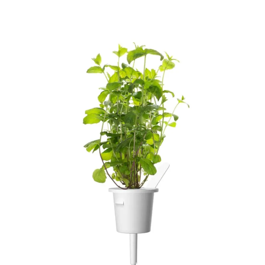 Click&Grow Smart Garden refill peppermynte 3-pk