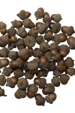 Eikenøtter dekor 200g