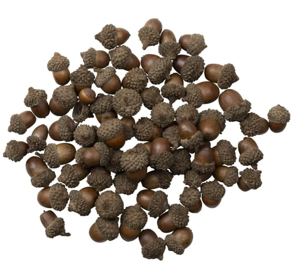 Eikenøtter dekor 200g