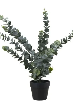 Eucalyptus i potte