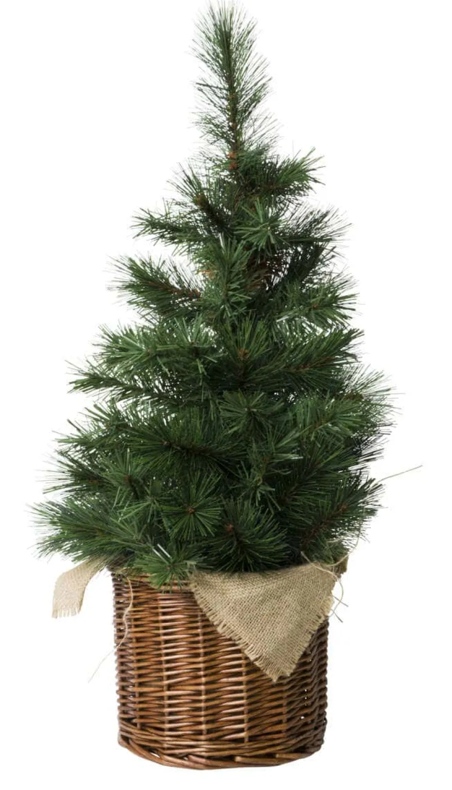 Furubusk i flettetkurv 50cm