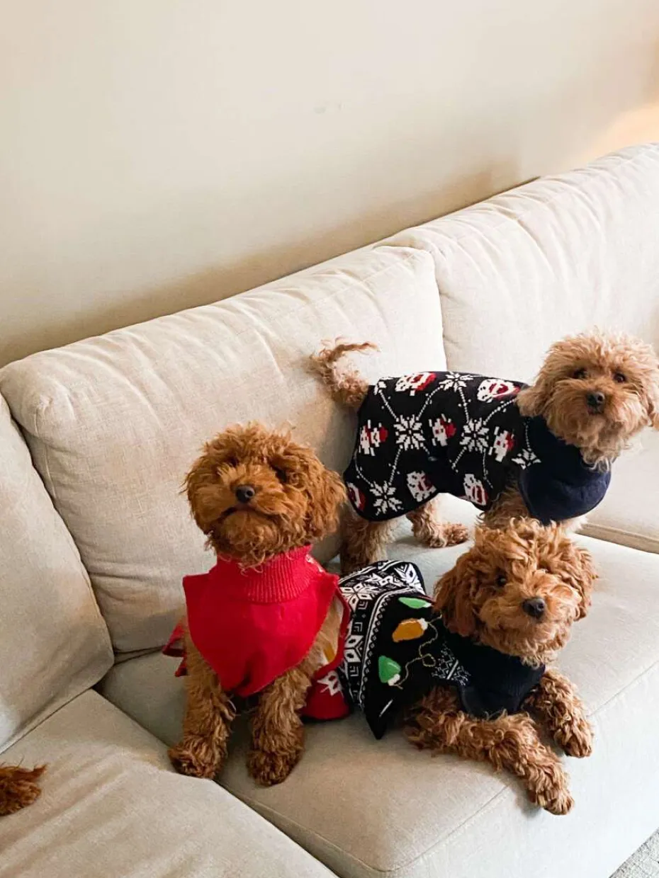 Hudson hundegenser med julemotiv