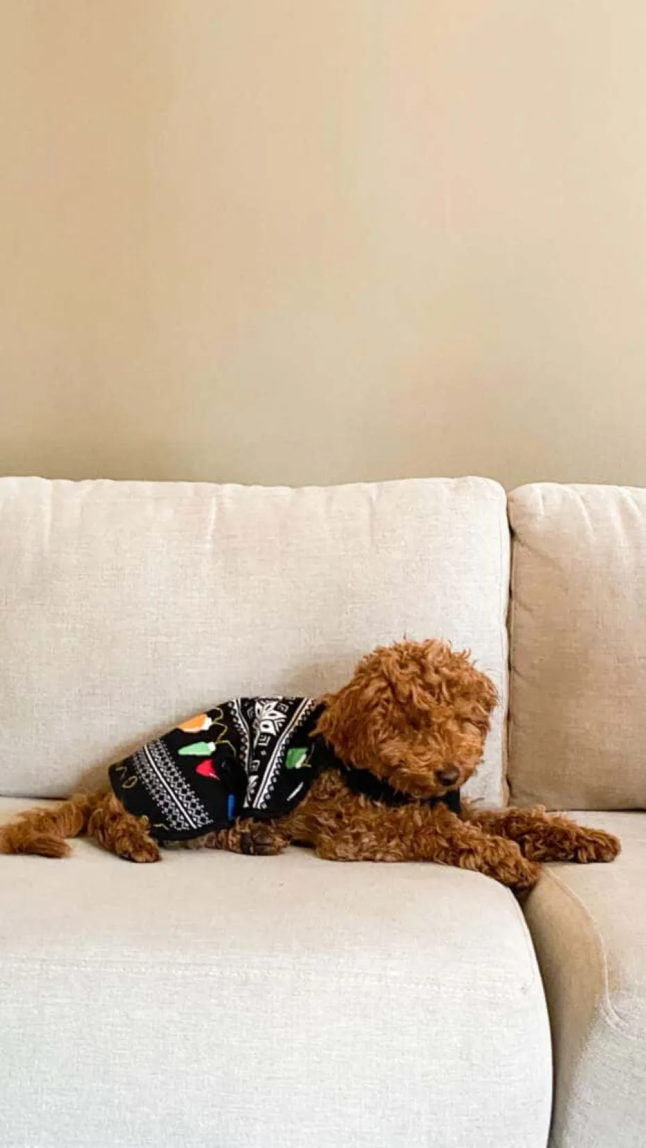 Hudson hundegenser med julemotiv