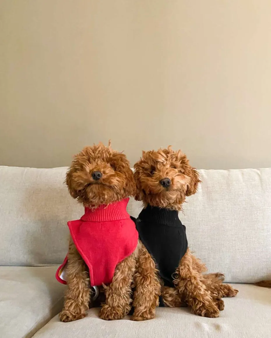 Hudson hundegenser med nissemotiv