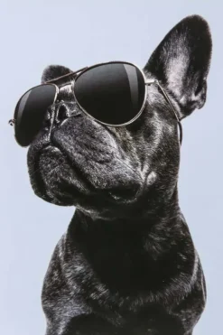 Kort Hund med solbriller