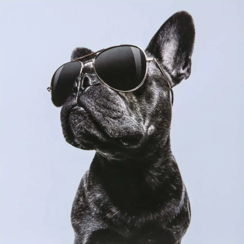 Kort Hund med solbriller