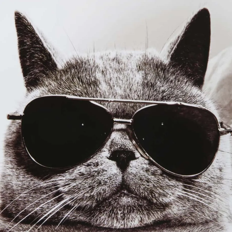 Kort Katt med solbriller