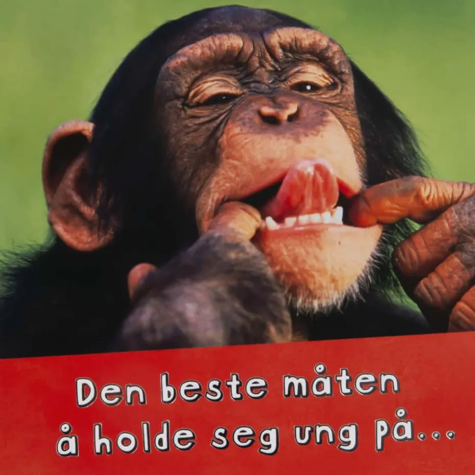 Kort Sjimpanse