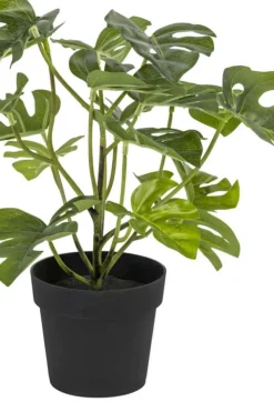 Monstera små blader