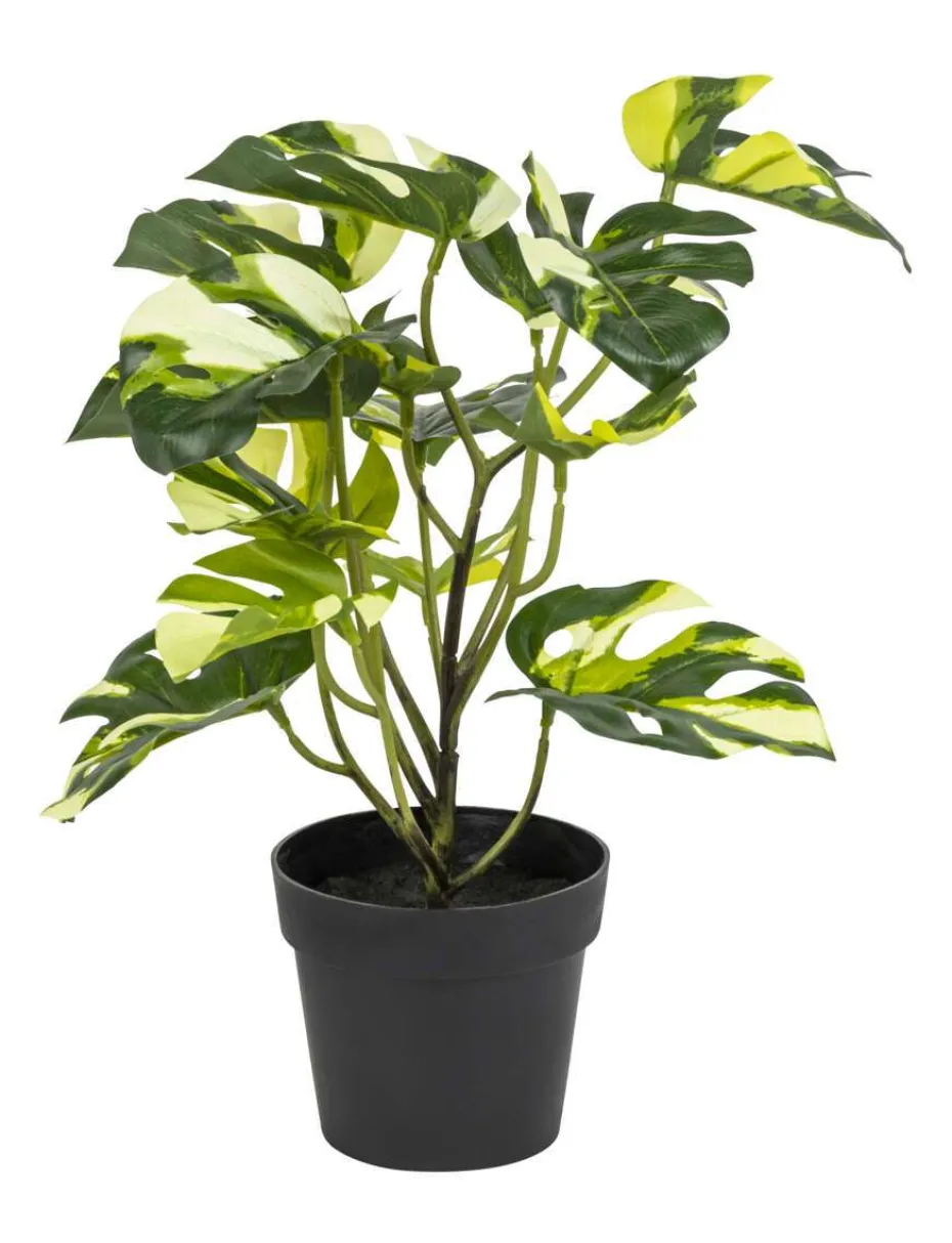 Monstera variegata