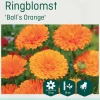 Odle 'BallS Orange' ringblomst frø