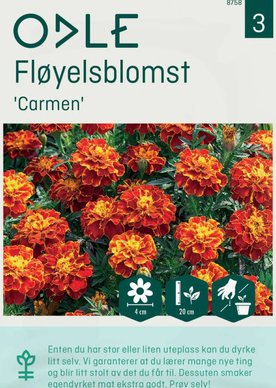 Odle 'Carmen' fløyelsblomst frø