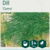 Odle 'Como' dill frø