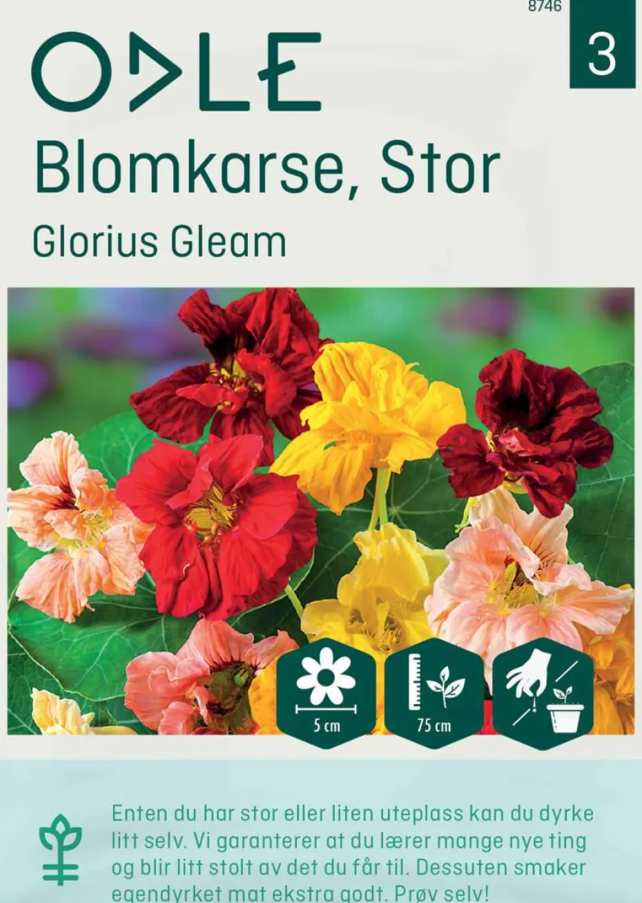 Odle 'Glorius Gleam' stor blomkarse frø