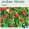 Odle 'Rügen' måneds- jordbær frø
