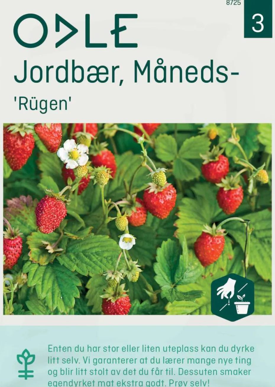 Odle 'Rügen' måneds- jordbær frø