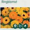 Odle ringblomst frø
