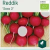 Odle 'Saxa 2' reddik frø