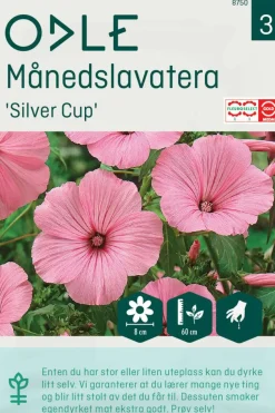 Odle 'Silver Cup' månedslavatera frø