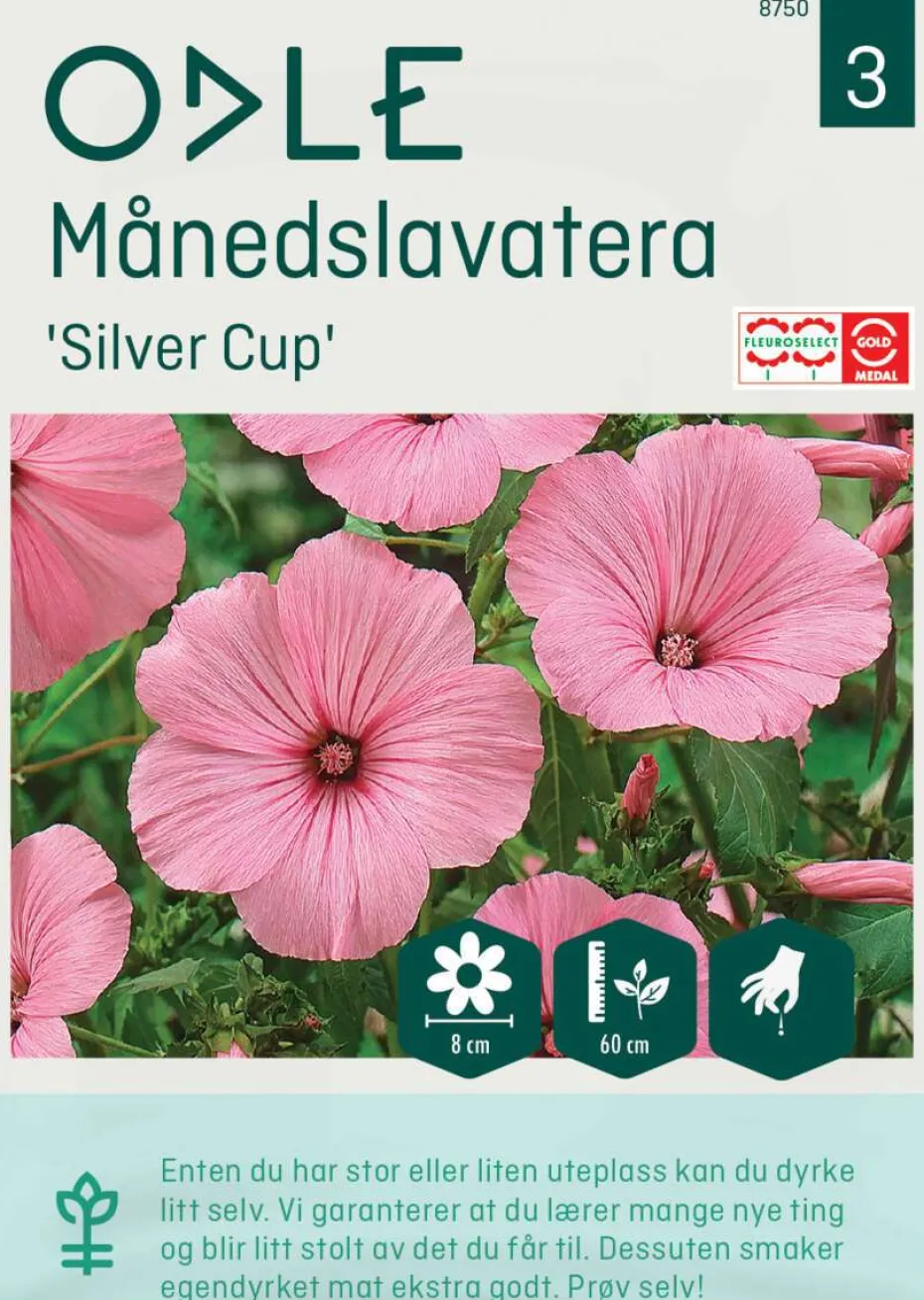 Odle 'Silver Cup' månedslavatera frø