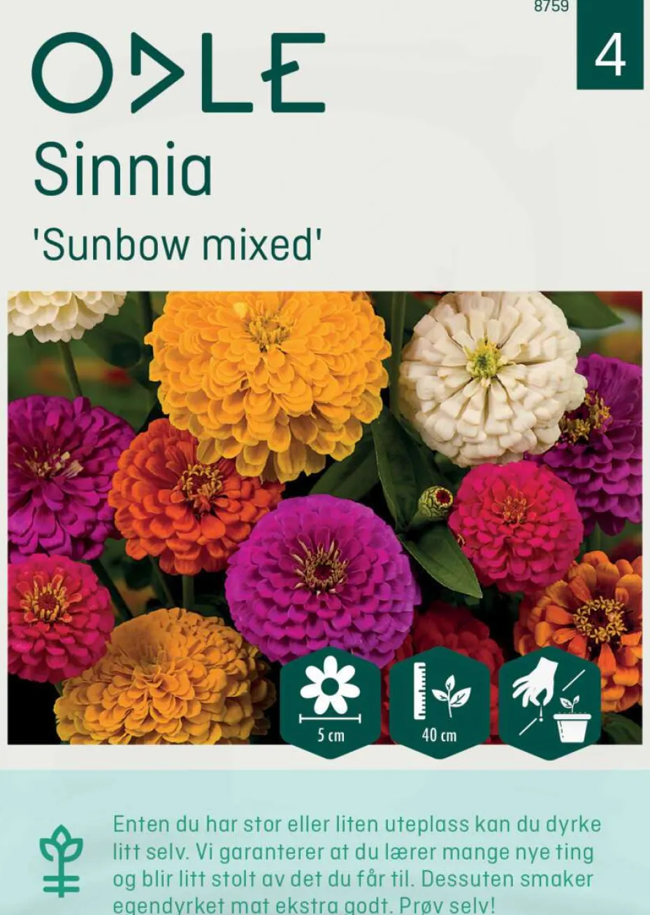 Odle 'Sunbow mixed' sinnia frø