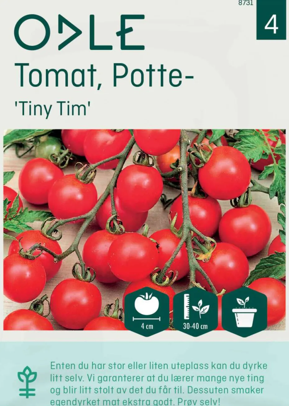 Odle 'Tiny Tim' potte cherrytomat frø