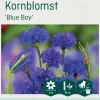 Odle 'Blue Boy' kornblomst frø