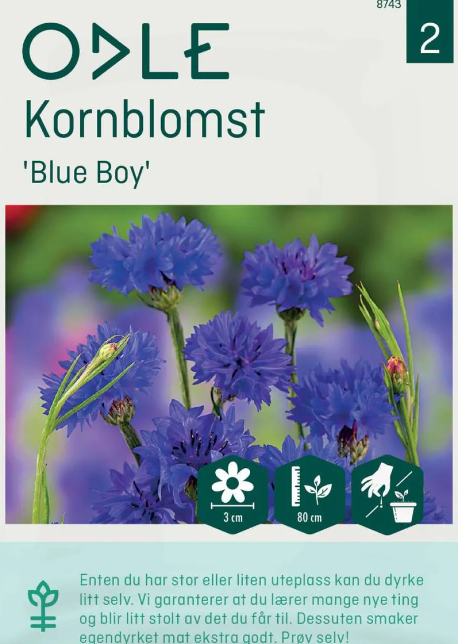 Odle 'Blue Boy' kornblomst frø