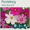 Odle 'Early Summer' pyntekorg frø