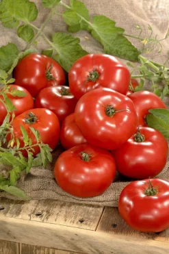 Odle grow bag tomat