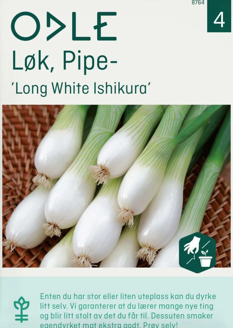 Odle Løk, Pipe-, Long White Ishikura frø