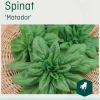 Odle 'Matador' spinat frø