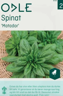 Odle 'Matador' spinat frø