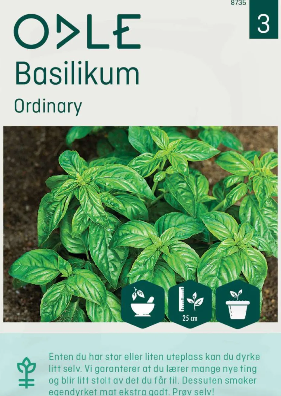 Odle Ordinary basilikum frø