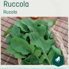 Odle ruccola frø