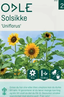 Odle 'Uniflorus' solsikke frø