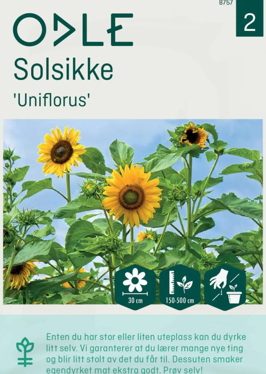 Odle 'Uniflorus' solsikke frø
