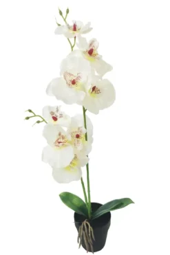 Orkidè i potte H50cm