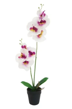 Orkidè i potte H50cm