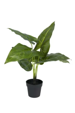 Philodendron plante