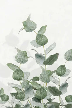 Poster Eucalyptus
